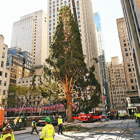 Owl saved from ragged, ‘peak 2020’ Christmas tree at Rockefeller Center ...