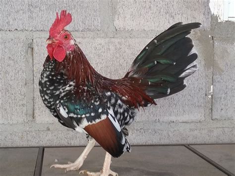 Spangled Old English Bantam Chicks | Cackle Hatchery