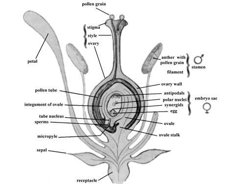 Plants: What is a Flower?