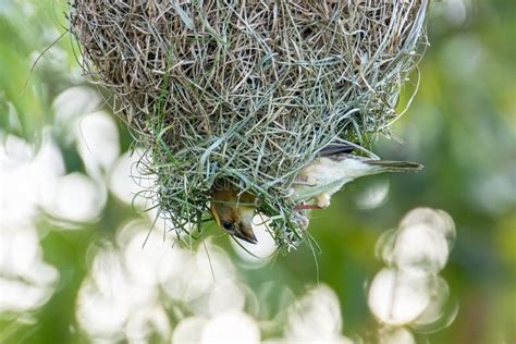 Nature Wildlife Image of Baya Weaver Inside Bird Nest Stock Image ...