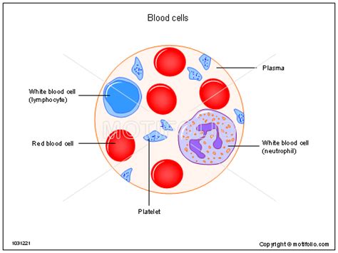 Red Blood Cells Drawing at GetDrawings | Free download