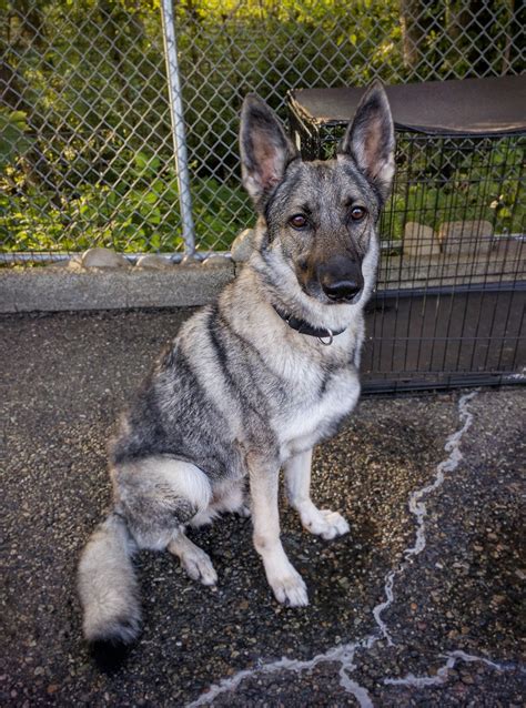 Silver Sable German Shepherd Puppies For Sale Near Me : German Shepherd Wikipedia : Beautiful ...