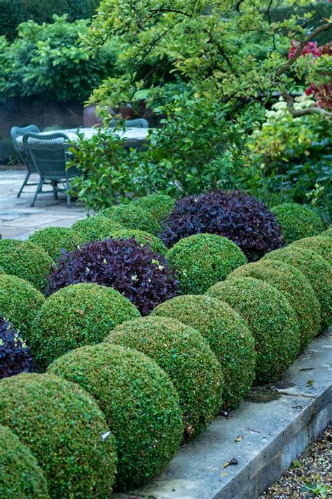 Topiary Balls Garden Centre - Garden Plant