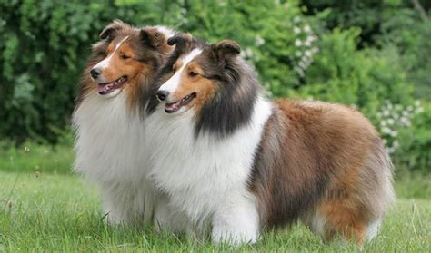 Shetland Sheepdog vs Pomsky - Breed Comparison | MyDogBreeds