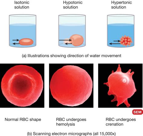 The cell and body tissue | Nurse Key