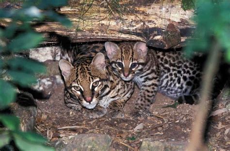 Ocelot (Leopardus pardalis) - Lifestyle, Diet, and More - Wildlife ...