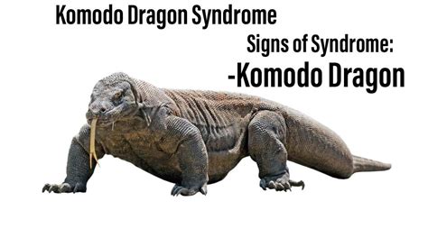 komodo dragon : r/memes