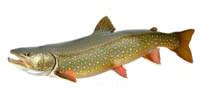 Freshwater Game Fish Species