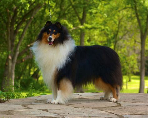 Rough Collie & Smooth Collie Coat Colors | Wyndlair Collies