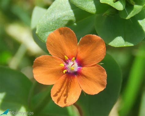 Scarlet Pimpernel Flower Facts | Best Flower Site