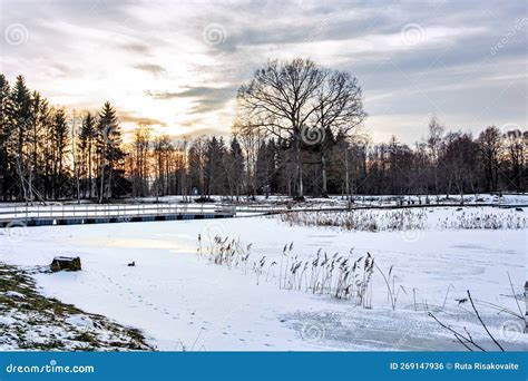 Nature in Winter Time, Lithuania Stock Photo - Image of sunlight, nature: 269147936