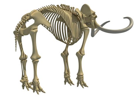 Mammoth skeleton model - TurboSquid 1233399