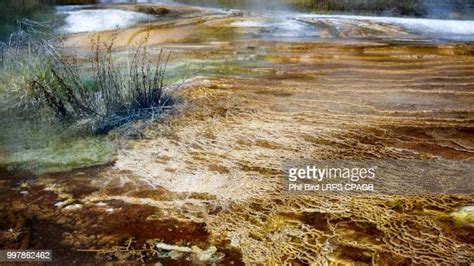 Mammoth Hot Springs Winter Fotografías e imágenes de stock - Getty Images