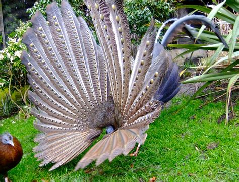 Great Argus Pheasant - a photo on Flickriver