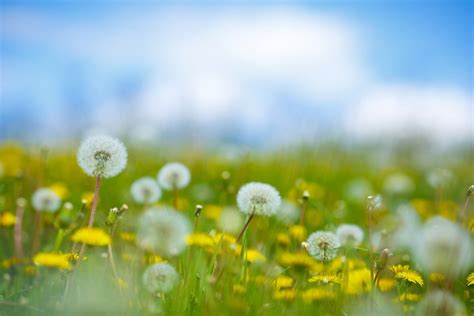 Dandelion Control Oakville | Weed-A-Way Lawn Care