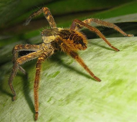 Brazilian Wandering Spider Bite: Is It Poisonous? What You Need to Know - What's That Bug?