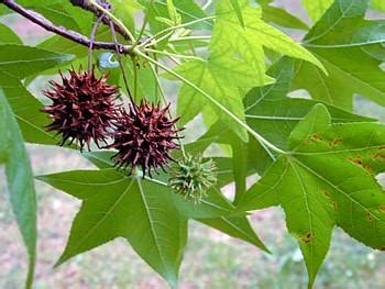 Get to Know the Sweet Gum Tree - Davidson Lands Conservancy