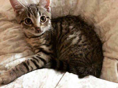 What Breed Is My Tabby Cat? | TheCatSite