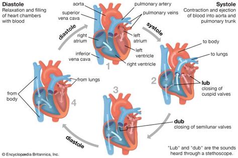 heart - Students | Britannica Kids | Homework Help