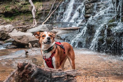 Hike to Yellow Branch Falls [Trail Guide]