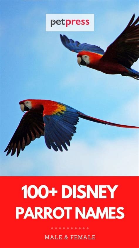 100+ Disney Parrot Names: List of Disney-Inspired Names For Parrots