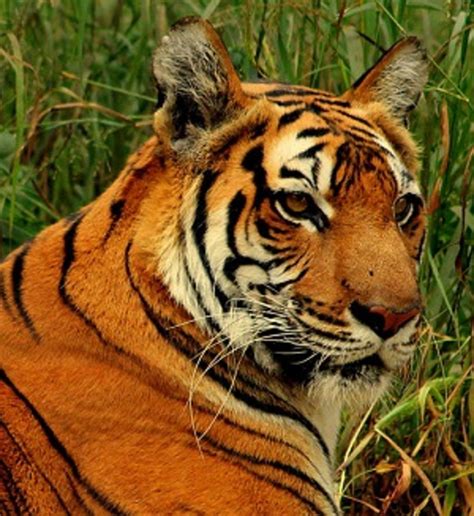 Bengal Tigers in the Wild | HubPages