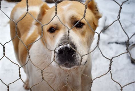 Kennel for Dogs. Abandoned Dogs. Animals Live in Cages. Care for the ...