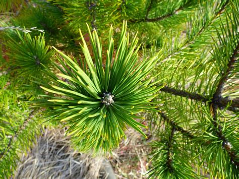 Trees: Two Needle Pines