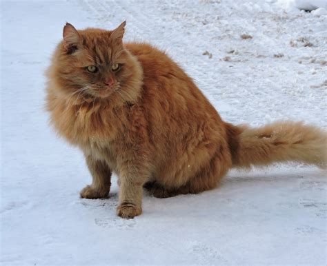 Free Images : snow, winter, fur, fauna, whiskers, snout, siberian, persian, red cat, norwegian ...