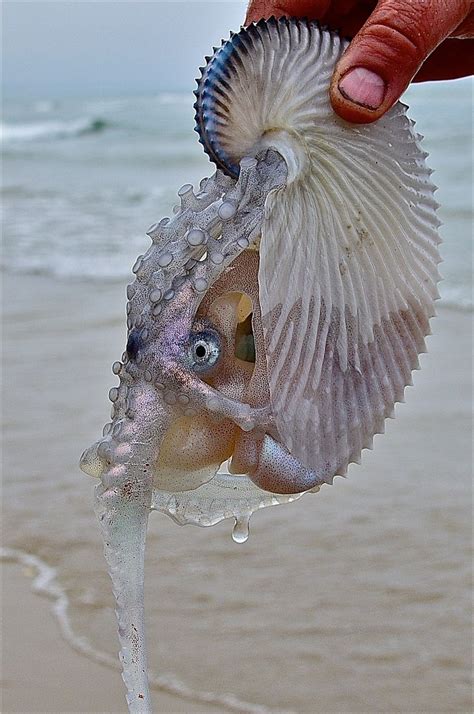 Argonauta. También conocido como Nautilus de Papel. Pero no es de papel ...