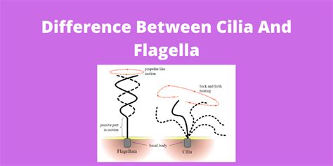 Difference Between Cilia And Flagella and its Types