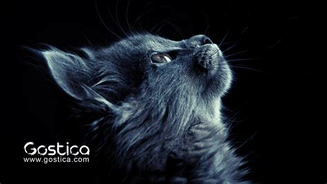 The Spiritual Significance Of A Cat Choosing You – GOSTICA