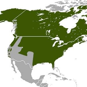 Biogeography of the Blue Ridge Mountains – GEOG 3318 Biogeography