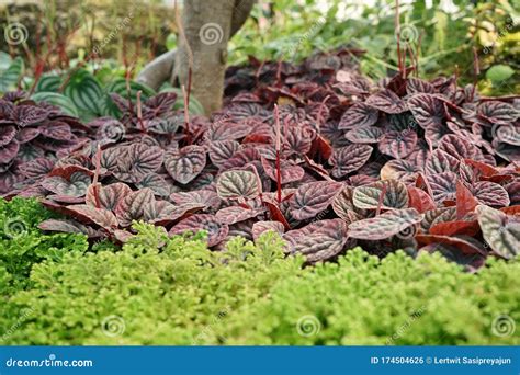 Plant in Piperaceae Family, Flowering Plant Stock Photo - Image of food, botany: 174504626