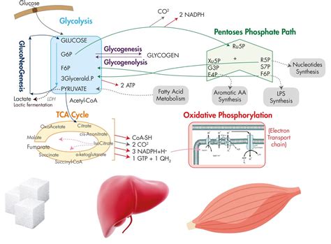 Glucose metabolism: study of pathways, enzymes and metabolites