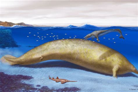 Perucetus colossus whale may be the largest animal that ever lived ...