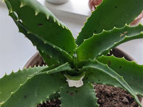 Succulent Pests & Diseases in the Cactus and Succulents forum - Garden.org