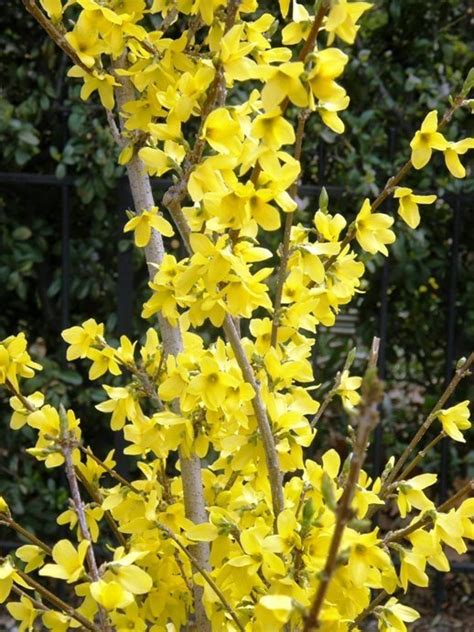 Planting Forsythia Bushes - Heritage Hill Nursery, Inc