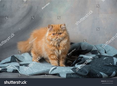 Red persian cat Images, Stock Photos & Vectors | Shutterstock