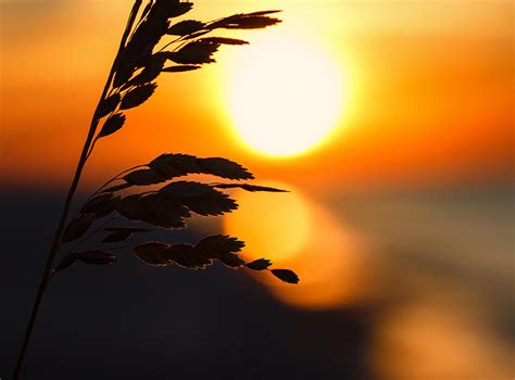 Sunrise Silhouette Photograph by Gary Oliver