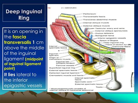 Inguinal Ligament Swelling