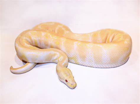 Morph List - World of Ball Pythons