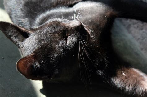 Free photo "Black Cat Sleeping Position"