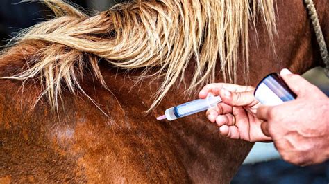 Horse Tranquilizer Xylazine Keeps Showing Up in Human’s Fentanyl Drug ...