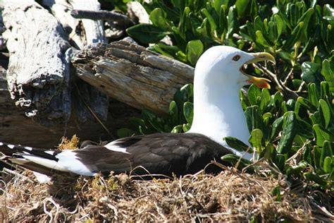 Top 10 Spectacular Birds of Antarctica | HubPages