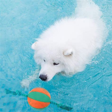 Interactive Squeaky Rope Ball Dog Water Toy | Best Summer Dog Products | POPSUGAR Family Photo 51