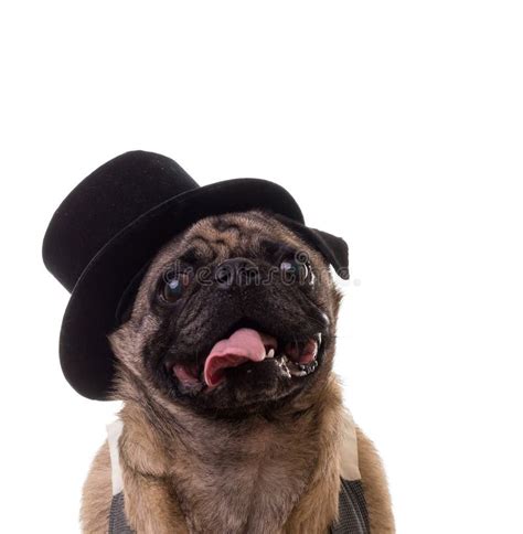 Funny Dog Wearing A Top Hat Stock Photo - Image of furry, vest: 26348650