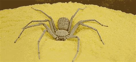 Six-Eyed Sand Spider » Cryptoworld