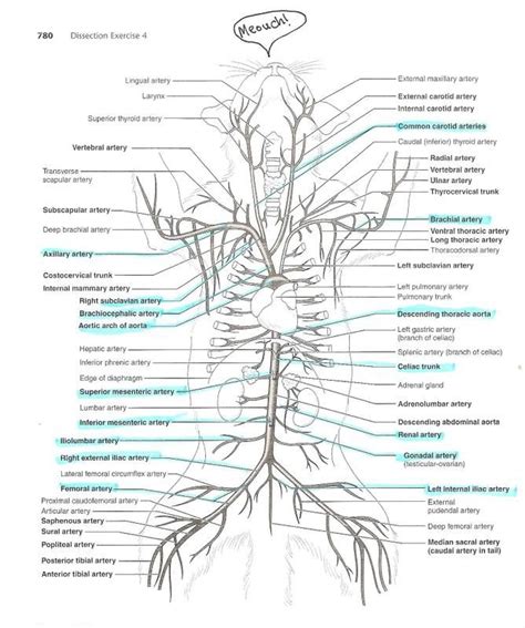 Diagrams of Feline Arterial and Venous Systems | Vet medicine, Vet tech ...