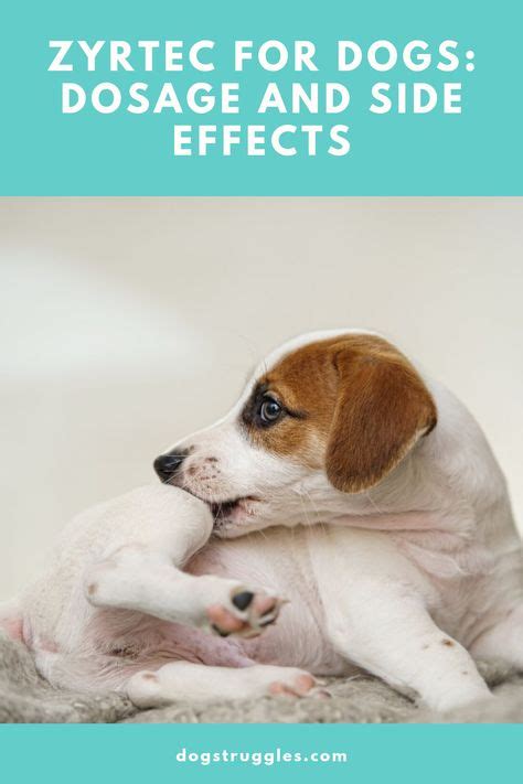 Zyrtec for Dogs: Side Effects, Dosage & Benefits in 2020 | Dogs, Zyrtec, Dog health